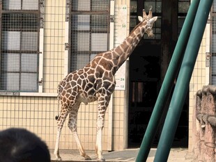 长颈鹿在建筑旁伸颈张望