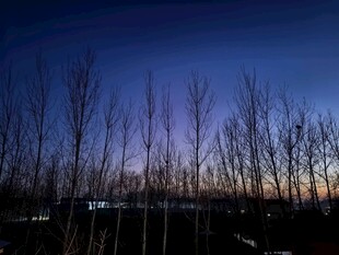 黄昏下的枯树林景观