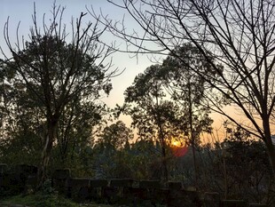 黄昏下的树林景色