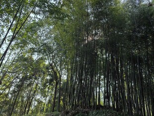 茂密竹林 绿意盎然