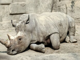 趴着休息的犀牛