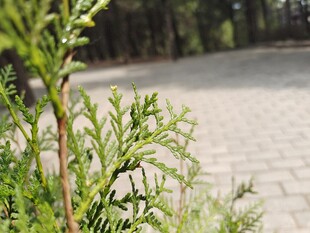 路边翠绿植物特写