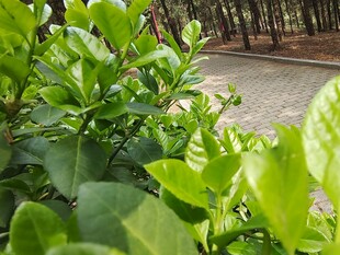 翠绿繁茂的植物枝叶