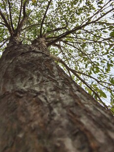 仰视粗壮繁茂的参天大树