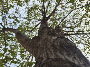 仰望粗壮繁茂的古老大树
