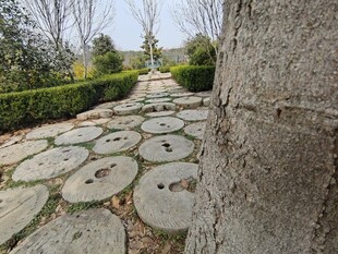 石板小径 自然园林景致