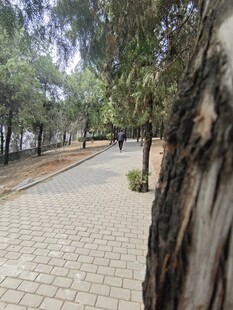 林间砖石小径 静谧景致