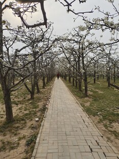 春日梨树林中的砖石小路