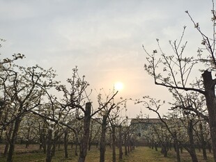 夕阳下的果园树木景观