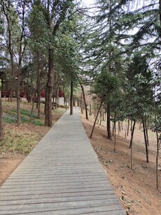 林间木栈道 静谧自然景