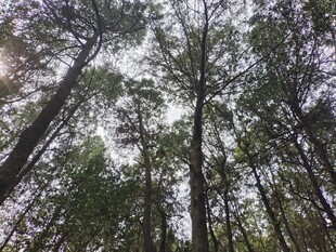 仰视茂密森林树木景观