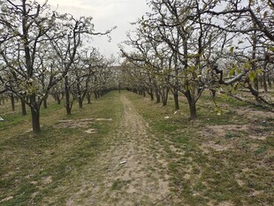 春日空旷果园小路