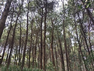 茂密森林中的挺拔树木