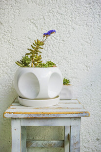 白色花盆中的紫色小花