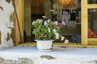 窗边白盆绽放的美丽花卉