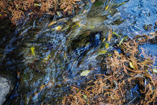 潺潺溪流中的枯叶与水草