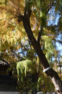 秋日斑斓树枝美景