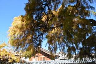 秋日垂柳下的温馨小屋