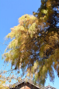 秋日古树下的静谧景致