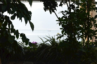 透过枝叶望窗外景色