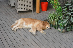 金毛犬惬意躺卧木地板