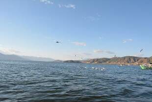 湖畔风光 飞鸟游弋于水面