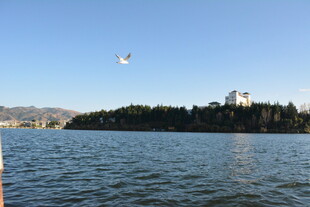 湖畔飞鸟与城市景观