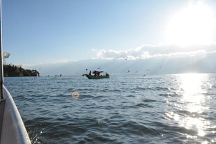 海上行舟 阳光洒向碧波