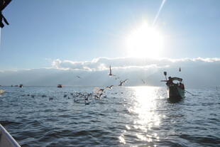 海上游船伴飞鸟迎阳光