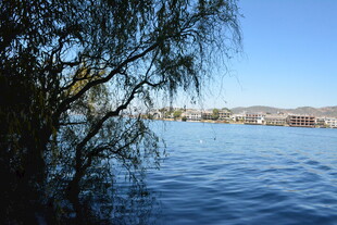 湖畔柳枝摇曳的美丽景致