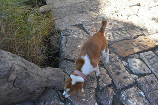 嗅探地面的棕白小猫