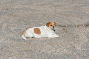 沙地上休憩的可爱小狗