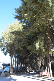 林荫道路 清新自然风景