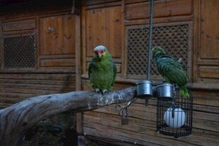 木屋内的绿鹦鹉与食具