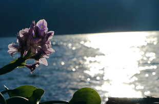 水边绽放的紫色美丽花朵