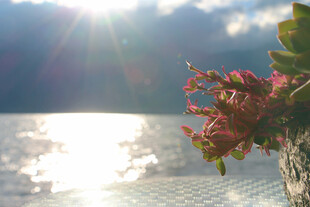 湖畔阳光映照艳丽花卉