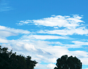 蓝天白云下的树木景观