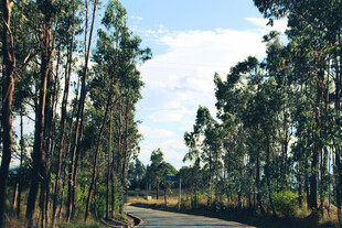林间蜿蜒公路 自然风光