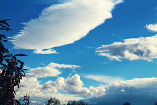 蓝天白云下的树梢美景
