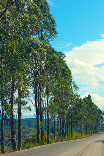 公路旁的茂密树林