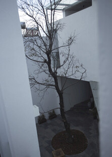 庭院中光秃树木的景象