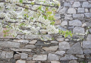 石墙上绽放的白色花朵