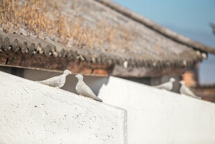 屋顶上栖息的几只飞鸟