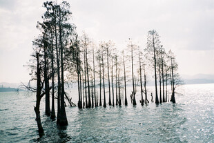水中枯树林 静谧自然景