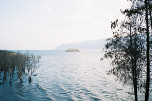 湖畔枯树映碧水