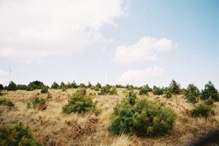 广袤田野上的绿色植被