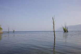 平静湖面的水中枯木景象