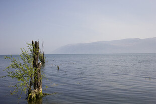 湖畔枯木与新生绿植