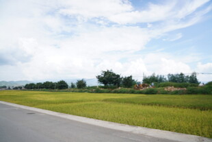 乡村公路旁的葱郁田野