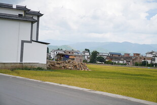 乡村道路旁的田园风光